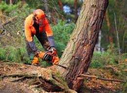 Tree and Shrub Care in Lakewood Park, FL